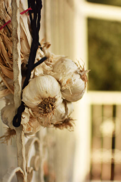 Free Stock Photo of Bunch of Garlic Hanging From a Rope | Download Free ...