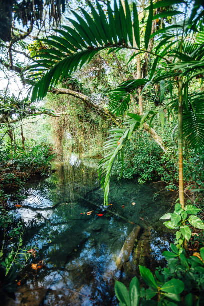 Lagoon in the jungle. Frenchman's Cove, Portland, Jamaica
