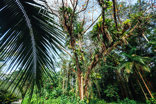 Jungle vegetation. Frenchman's Cove, Portland, Jamaica