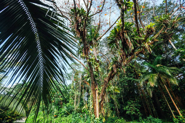 Caribbean jungle - Jamaica stock photo