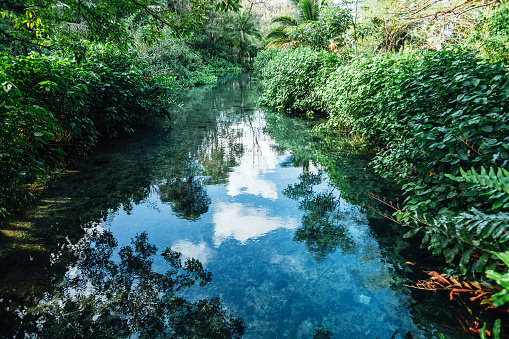 Lagoon in the jungle. Frenchman's Cove, Portland, Jamaica
