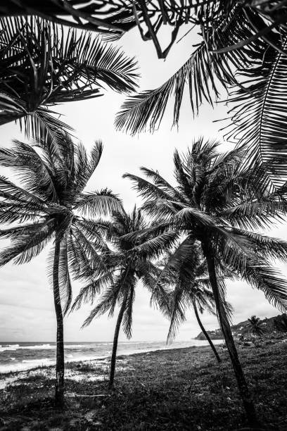 Palm trees - Jamaica stock photo