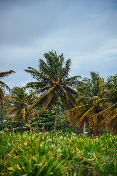 Caribbean landscape - Long Bay, Jamaica stock photo