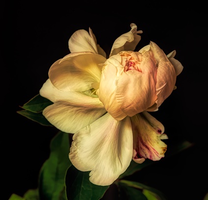 peony flower growing on a black background