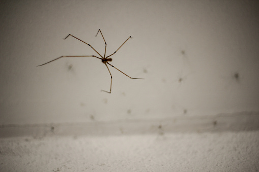 a spider in the white ceiling of my house