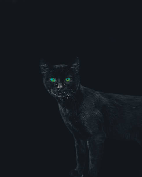 istock Black cat - green eyes 1802818288