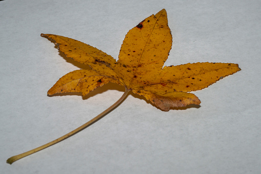 Macro  photo of an orange, yellow and red leaf against a white backdrop.