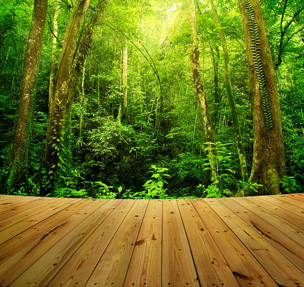 istock View into the rain forest from a wooden deck 180283016