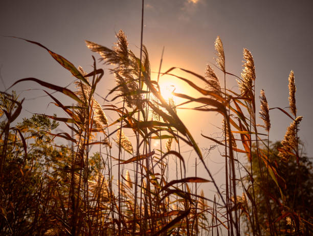 reeds growing on the river bank