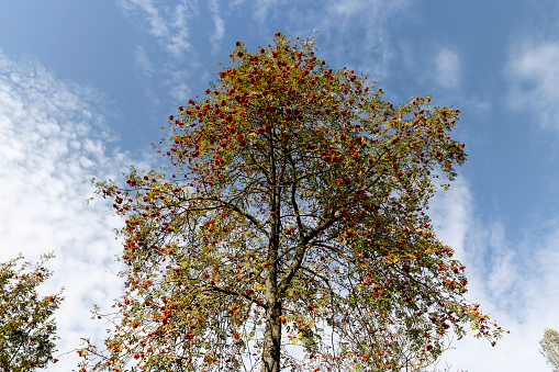 red fruits and foliage on a rowan tree in autumn weather