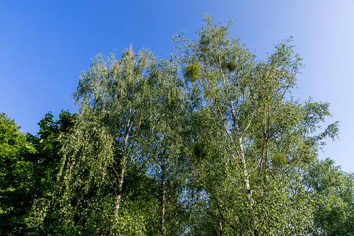 a large number of different deciduous trees in the summer, beautiful green foliage on the trees in the summer