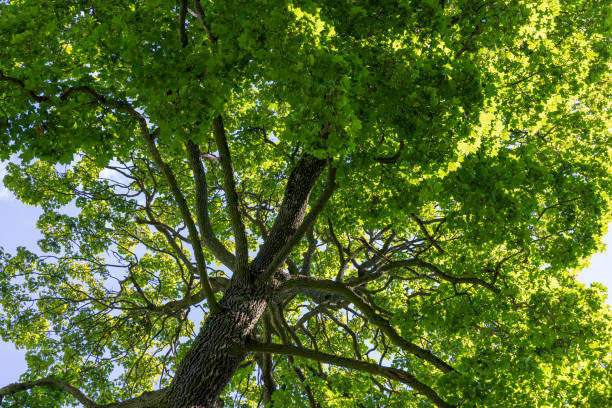 istock a large number of different deciduous trees in the summer 1802838602