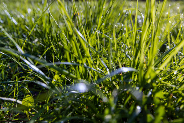 istock green grass in sunny weather, close up 1802839150