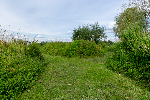 mown grass for the convenience of walking through the territory overgrown with plants, autumn field part of the grass is mown for walking through the field