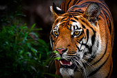 Portrait of stalking tiger
