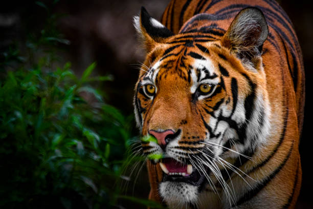 Portrait of stalking tiger Close-up of tiger stalking its prey hiding behind a bush tiger safari animals close up front view stock pictures, royalty-free photos & images