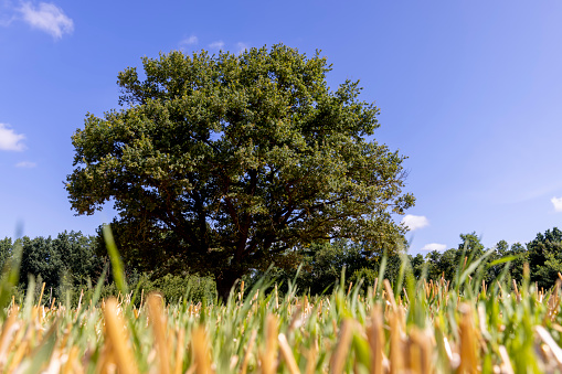 an old lonely oak in a wheat field ,a stubble of wheat and one oak with green foliage in a field