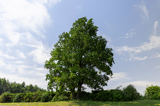 a lonely maple growing on a hill in summer, green foliage on an old tall maple