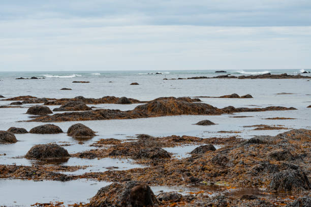 Free Stock Photo of Kelp and beach rocks | Download Free Images and ...