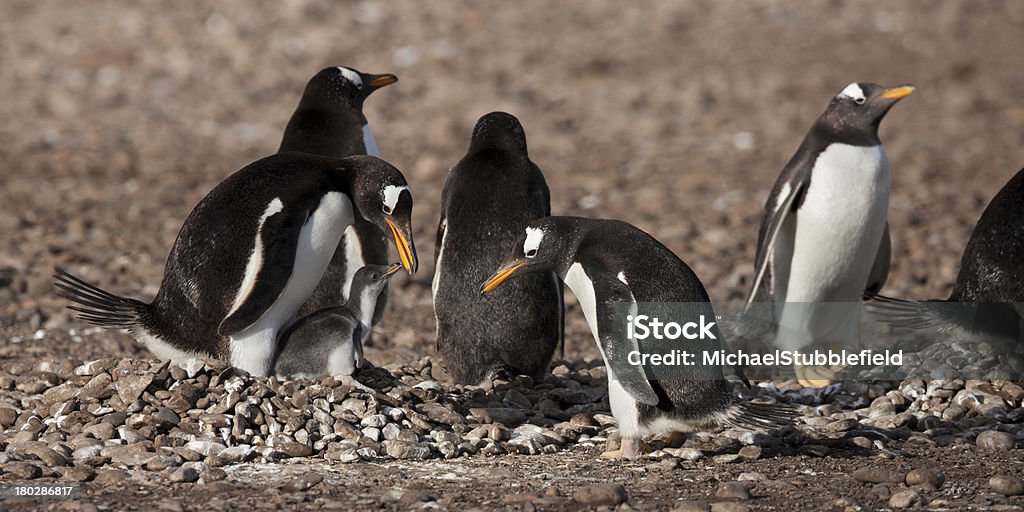 Pinguino Papua - Foto stock royalty-free di Adulto