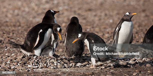 Pinguino Papua - Fotografie stock e altre immagini di Adulto - Adulto, Animale, Animale selvatico