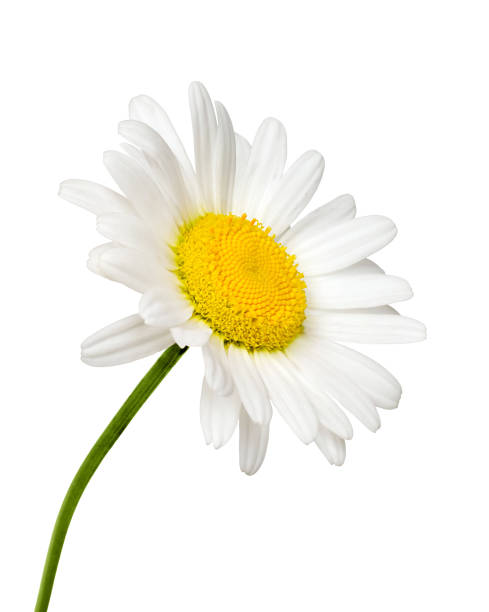 istock Side view of white daisy flower isolated cutout 1802894303