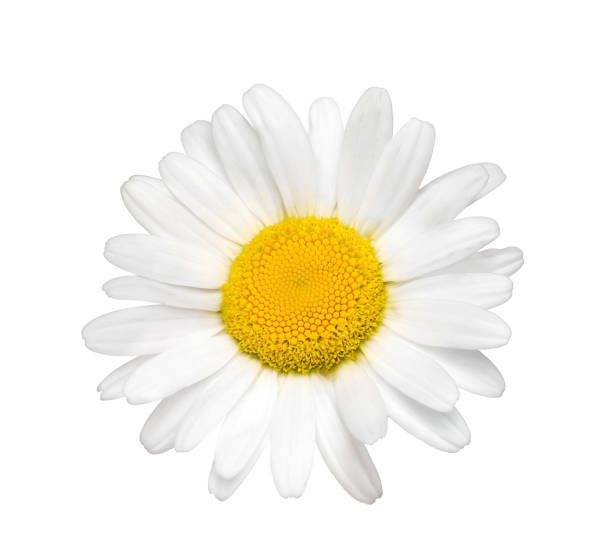 istock White oxeye daisy flower head isolated cutout 1802894310
