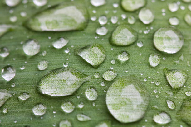 istock Close up of a plant 1802904645