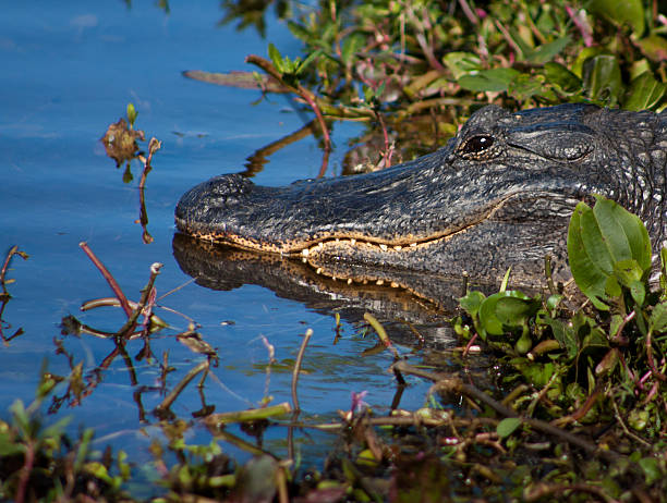 istock American Alligator Sunning Itself 180294703