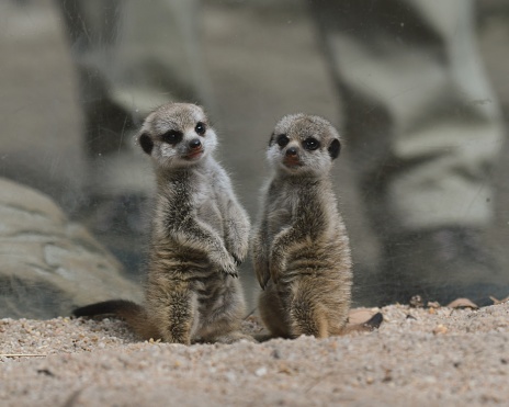 Close-up of three curious meerkats. They are unsure if the camera is danger and approach it to investigate the situation.