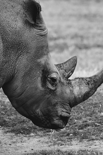 Rhinoceros in Werribee Open Range Zoo