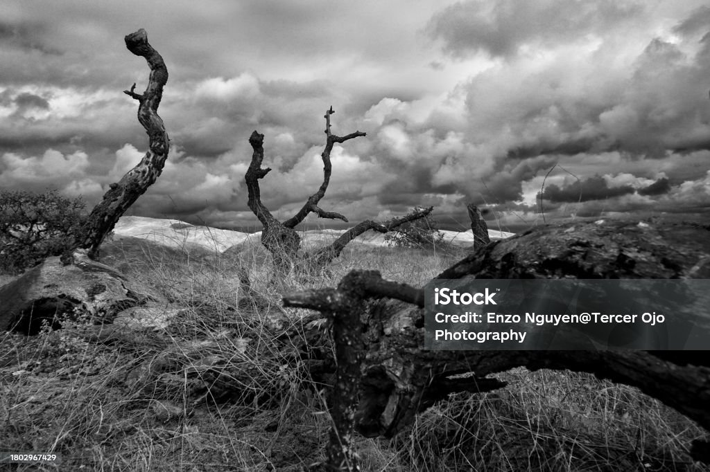 Dead oak tree in a barren field on a  stormy day with clouds in the sky Agricultural Field Stock Photo