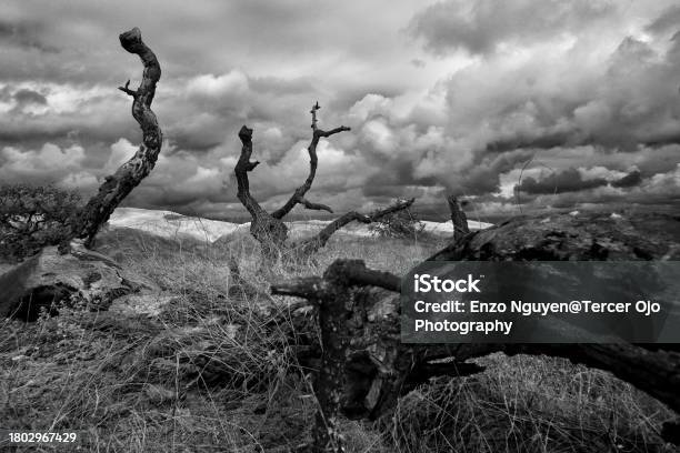 Dead Oak Tree In A Barren Field On A Stormy Day With Clouds In The Sky Stock Photo - Download Image Now