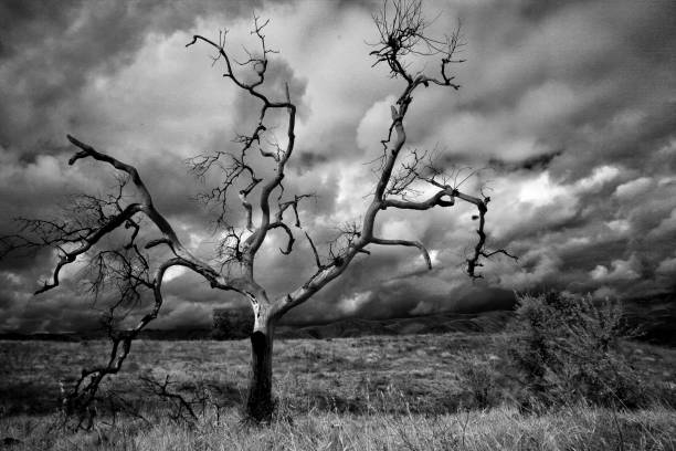 istock Dead oak tree in a barren field on a  stormy day with clouds in the sky 1802967430