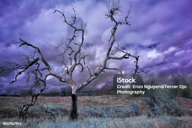 Dead Oak Tree In A Barren Field On A Stormy Day With Clouds In The Sky Stock Photo - Download Image Now