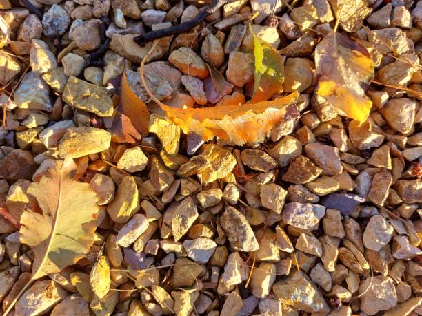 The golden light on the golden leaves on the golden gravel is hypnotic.