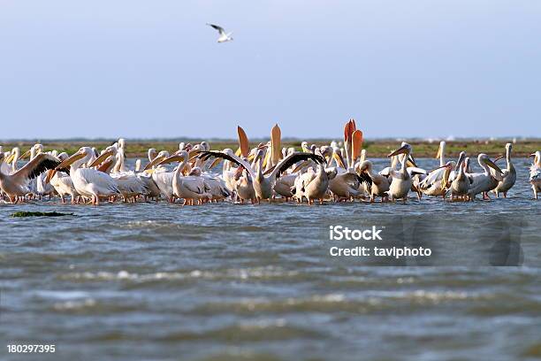 Kolonia Z Pelicans - zdjęcia stockowe i więcej obrazów Bagno - Bagno, Biały, Biologia - Nauka