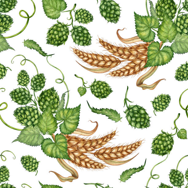 Pattern of bunches of wheat ears and green hops watercolor Watercolor illustration of a pattern of bunches of ripe wheat cobs, dried stalks, grains and a branch of fresh green hops isolated on a white background. For advertising design, beer festival, banner water colour beer hops stock illustrations