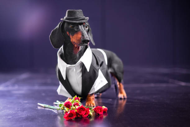istock Elegant dog in suit, hat dances on stage, star performance, spotlights, grace 1802990081