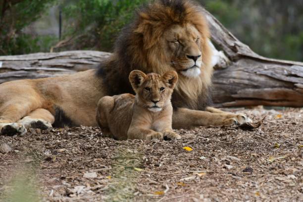 istock Male lion with cub 1802990291