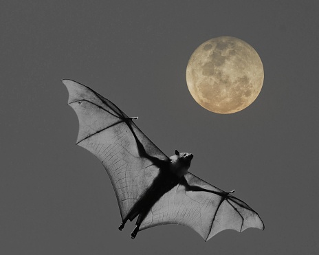 Flying fox under full moon