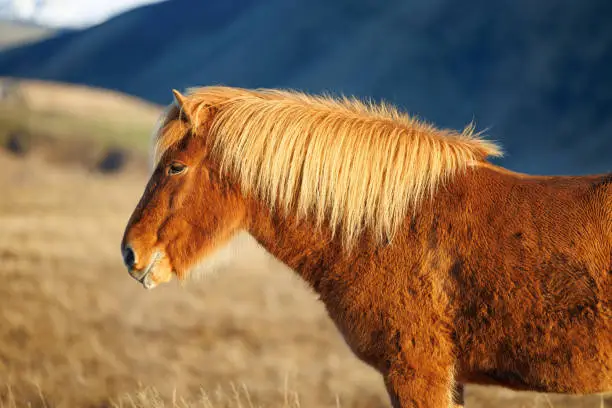 an Icelandic horse stands in a field in a remote mountain landscape