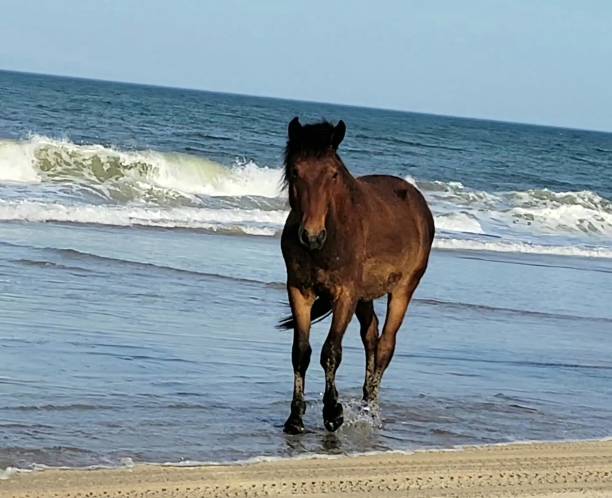 istock Wild Horse on Beach in Outer Banks 1803014088