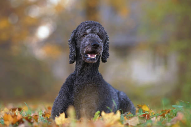 cão poodle padrão preto feliz posando ao ar livre deitado em uma grama verde com folhas de bordo amarelas caídas no outono - maple leaf green outdoors - fotografias e filmes do acervo