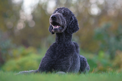 Happy black Standard Poodle dog posing outdoors lying down on a green grass in autumn
