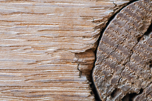 Wood texture, processed wooden surface. Detailed light texture of wooden material with knot