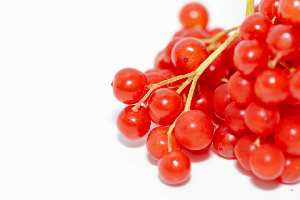 close up view of juicy red guelder-rose berriesViburnum opulus