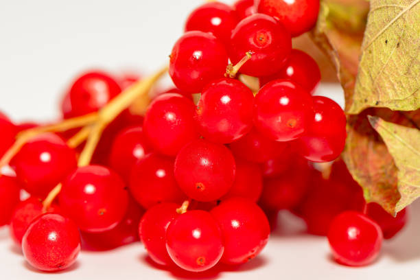 close up view of juicy red guelder-rose berries\nViburnum opulus
