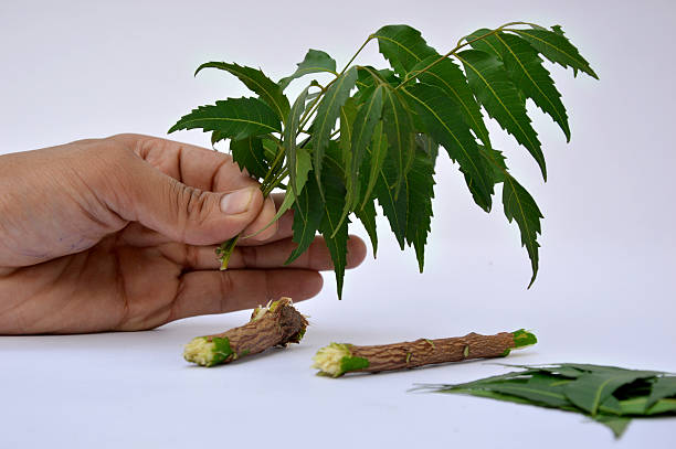 menschliche hand holding medizinischer niem sorgt - azadirachta indica stock-fotos und bilder