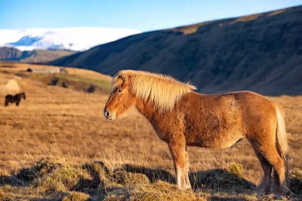 a light brown Icelandic horse stands in a remote field in the mountain landscape